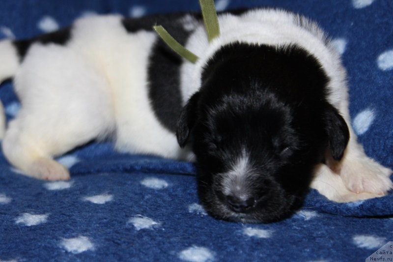 Фото: ньюфаундленд Terra Viktoriya ZZ Top La Grandye (Терра Виктория ЗЗ Топ Ла Грандэ)