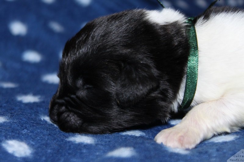 Фотография № 220129