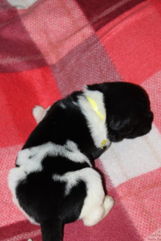 Фотография № 220130