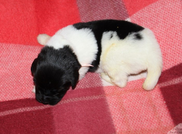 Фотография № 220132