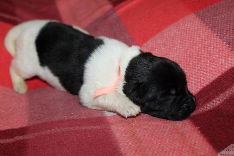 Фотография № 220133