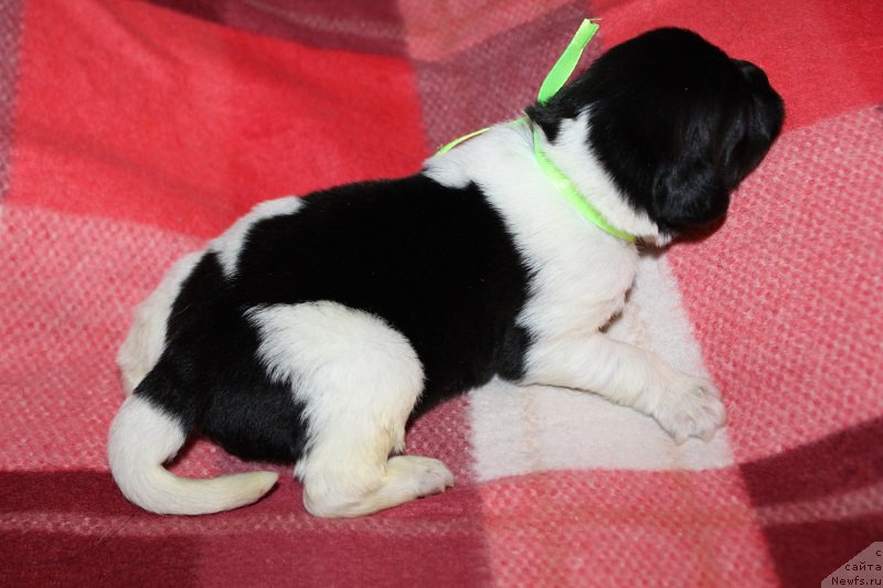 Фотография № 220135