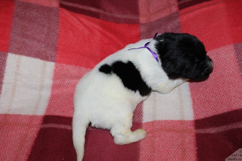 Фото: ньюфаундленд Terra Victoria Ziza White Swan (Терра Виктория Зиза Вайт Сван)