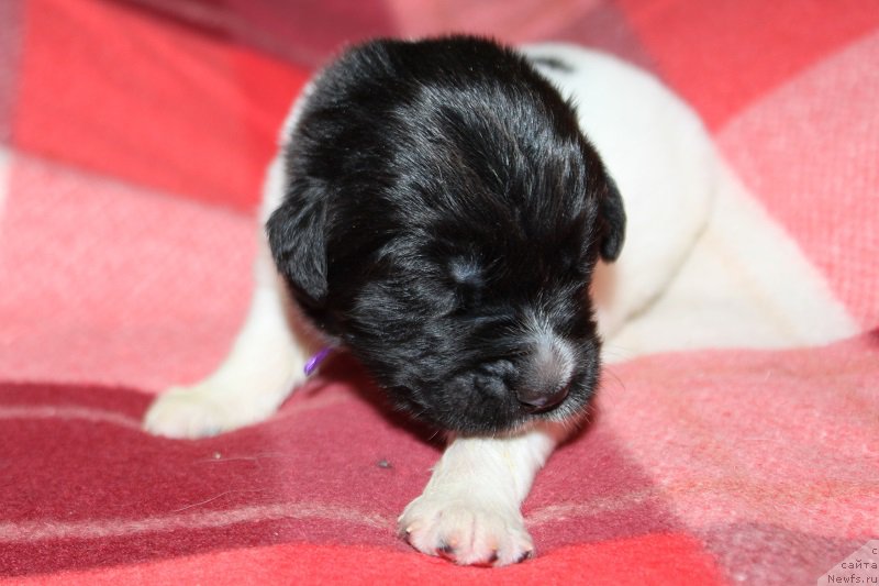 Фотография № 220139