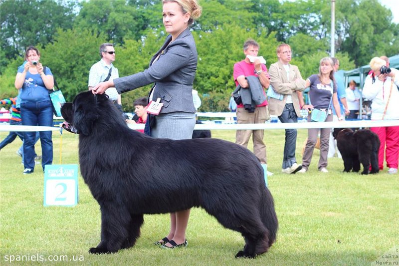 Фото: ньюфаундленд Matvey s Berega Dona (Матвей с Берега Дона)