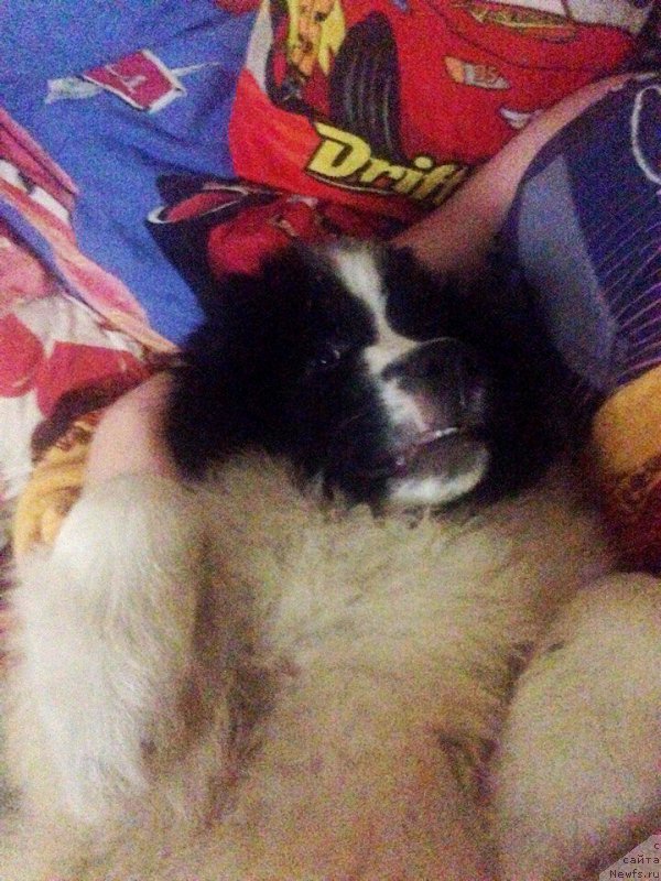 Фото: ньюфаундленд Viking ot Karelskikh Medvedey (Викинг от Карельских Медведей)