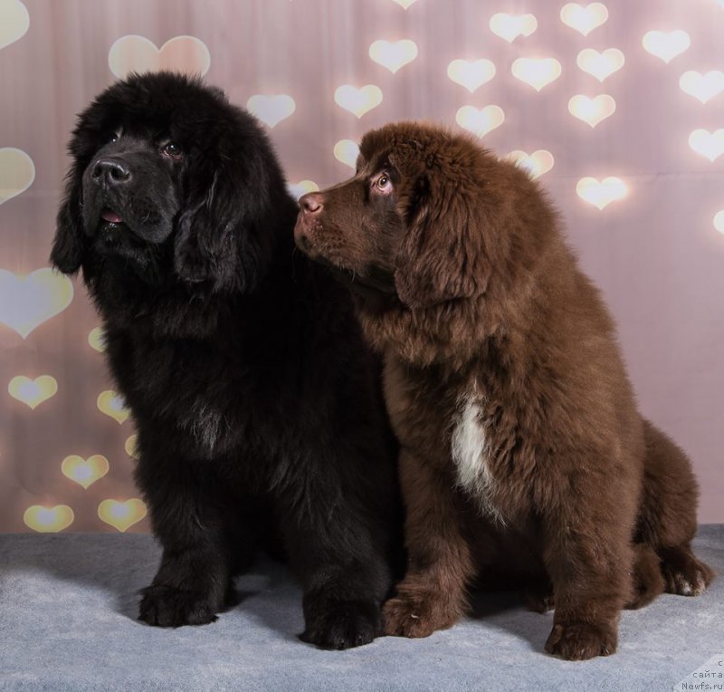 Фото: ньюфаундленд Brownblood MSK Amadey-Defender (Браунблад МСК Амадей-Дефендер), ньюфаундленд Brownblood MSK Alpina Guardian Soul (Браунблад МСК Альпина Гуардиан Соул)