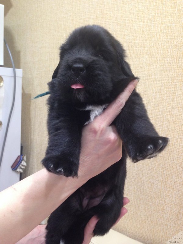 Фото: принцесса ..дочь, ньюфаундленд N'yufort Carskaya Doch' (Ньюфорт Царская Дочь)