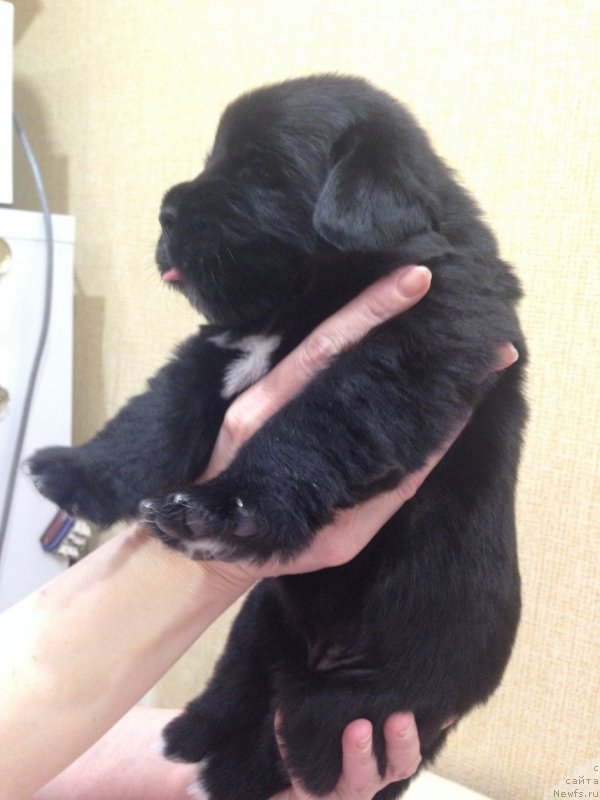 Фото: дочь, ньюфаундленд N'yufort Carskaya Doch' (Ньюфорт Царская Дочь)