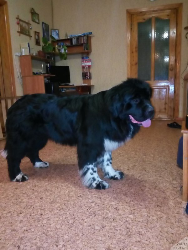 Фото: ньюфаундленд Everiya ot Sibirskogo Medvedya (Еверия от Сибирского Медведя)