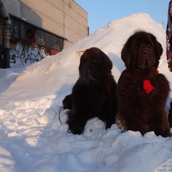 Фото: ньюфаундленд Funnewf Avalon (Фанньюф Авалон), ньюфаундленд Chernyi Sharm Angel'skaya Krasota (Черный Шарм Ангельская Красота)
