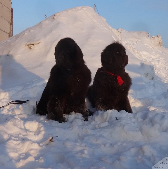 Фото: ньюфаундленд Funnewf Avalon (Фанньюф Авалон), ньюфаундленд Chernyi Sharm Angel'skaya Krasota (Черный Шарм Ангельская Красота)