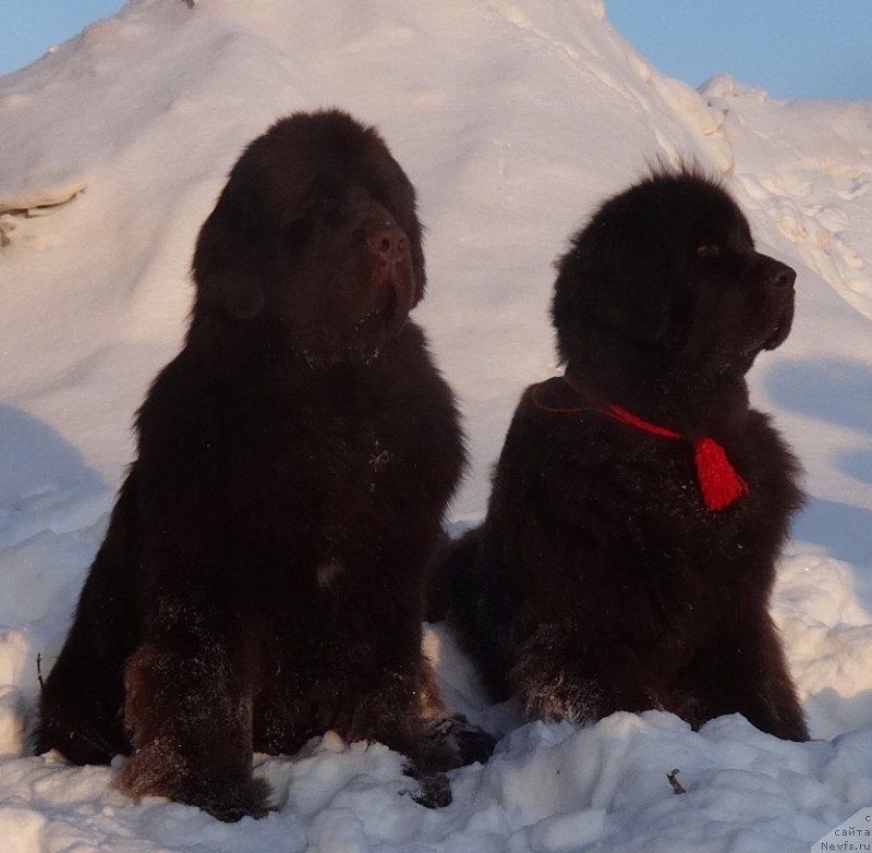 Фото: ньюфаундленд Funnewf Avalon (Фанньюф Авалон), ньюфаундленд Chernyi Sharm Angel'skaya Krasota (Черный Шарм Ангельская Красота)