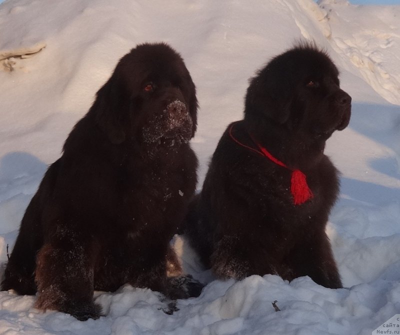Фото: ньюфаундленд Funnewf Avalon (Фанньюф Авалон), ньюфаундленд Chernyi Sharm Angel'skaya Krasota (Черный Шарм Ангельская Красота)