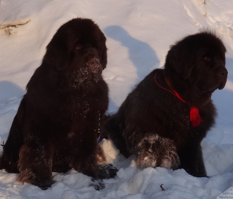 Фото: ньюфаундленд Funnewf Avalon (Фанньюф Авалон), ньюфаундленд Chernyi Sharm Angel'skaya Krasota (Черный Шарм Ангельская Красота)