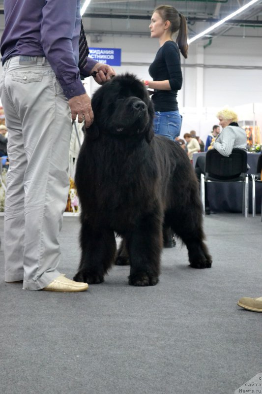 Фото: ньюфаундленд Nazar Vyatskiy Medved (Назар Вятский Медведь)
