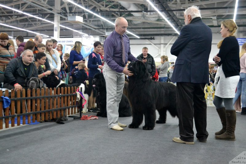 Фото: ньюфаундленд Nazar Vyatskiy Medved (Назар Вятский Медведь)