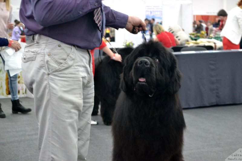Фото: ньюфаундленд Nazar Vyatskiy Medved (Назар Вятский Медведь)