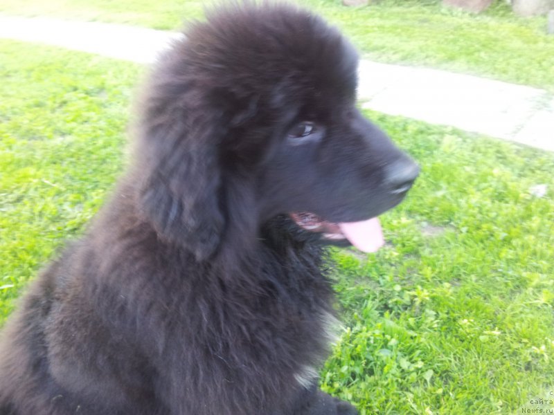 Фото: ньюфаундленд Enigmatic kingd Angel of Soul (Енигматик Кингд Ангел оф Cоул)