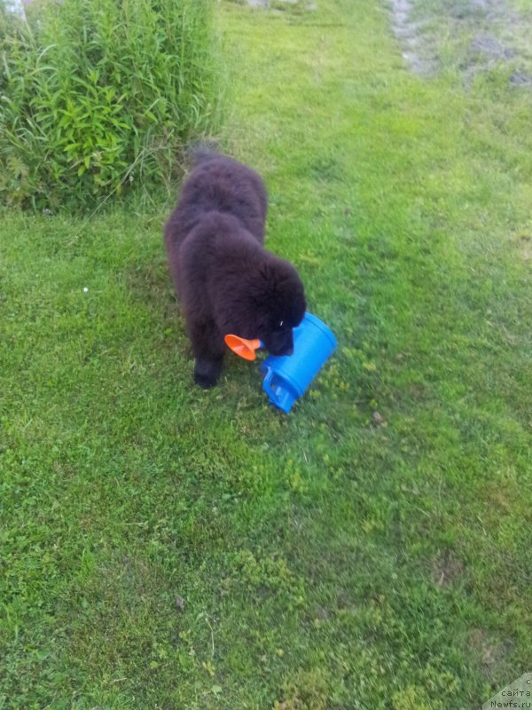 Фото: ньюфаундленд Enigmatic kingd Angel of Soul (Енигматик Кингд Ангел оф Cоул)