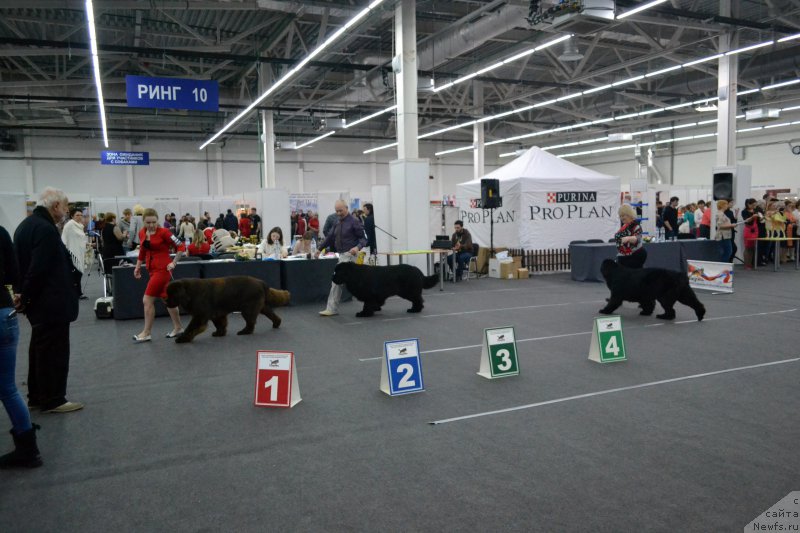 Фото: ньюфаундленд Funnewf Avalon (Фанньюф Авалон), ньюфаундленд Nazar Vyatskiy Medved (Назар Вятский Медведь), ньюфаундленд Mnogolikaya Boginya Manifik (Многоликая Богиня Манифик)