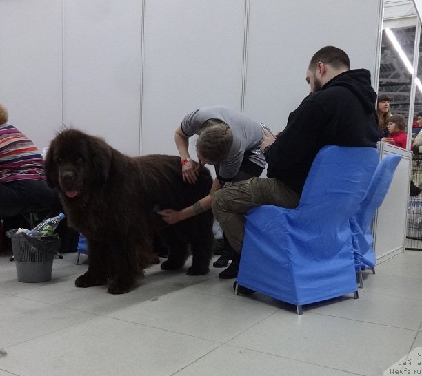 Фото: ньюфаундленд Chernyi Sharm Angel'skaya Krasota (Черный Шарм Ангельская Красота)