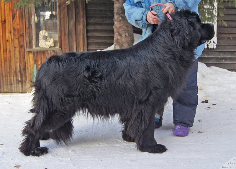 Фото: ньюфаундленд Super Bizon Olivia (Супер Бизон Оливия)