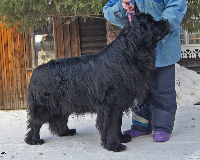 Фото: ньюфаундленд Super Bizon Olivia (Супер Бизон Оливия)