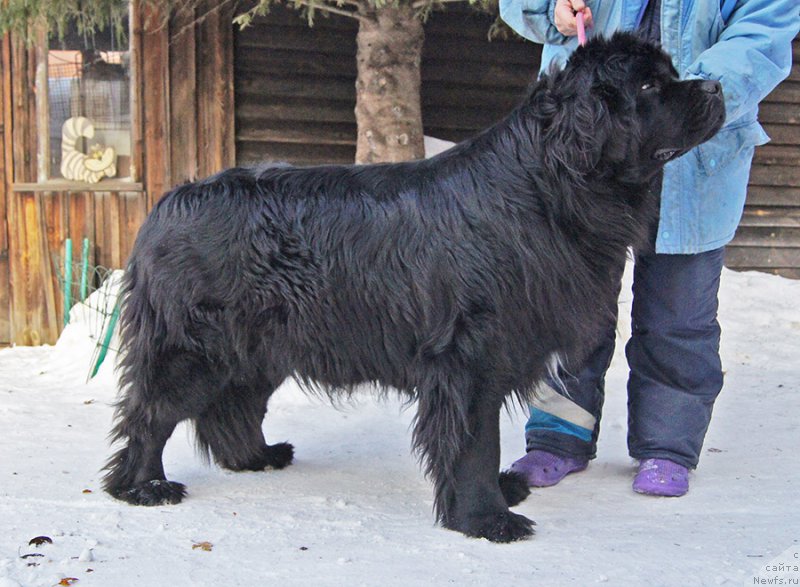 Фото: ньюфаундленд Super Bizon Olivia (Супер Бизон Оливия)