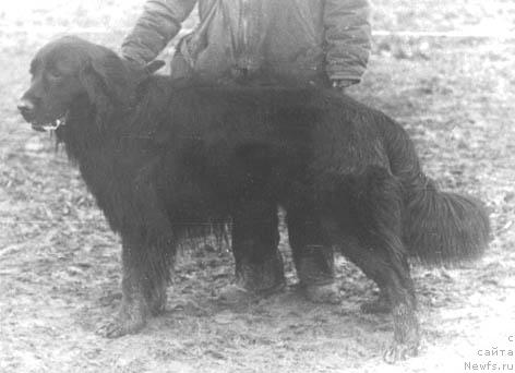 Фото: ньюфаундленд Fram Terra Nova (Фрам Терра Нова)