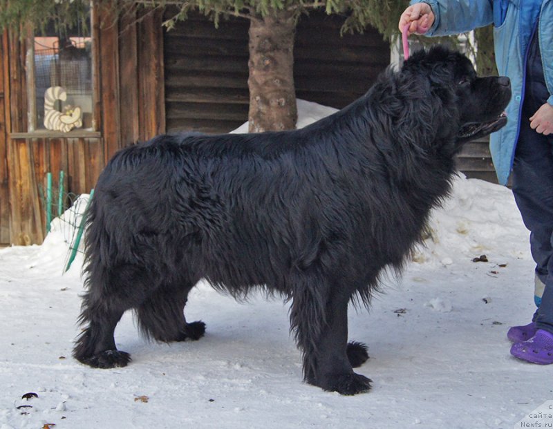 Фото: ньюфаундленд Super Bizon Olivia (Супер Бизон Оливия)