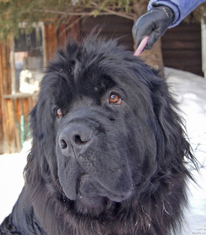 Фото: ньюфаундленд Super Bizon Olivia (Супер Бизон Оливия)