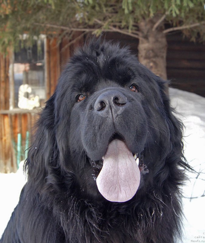 Фото: ньюфаундленд Super Bizon Olivia (Супер Бизон Оливия)