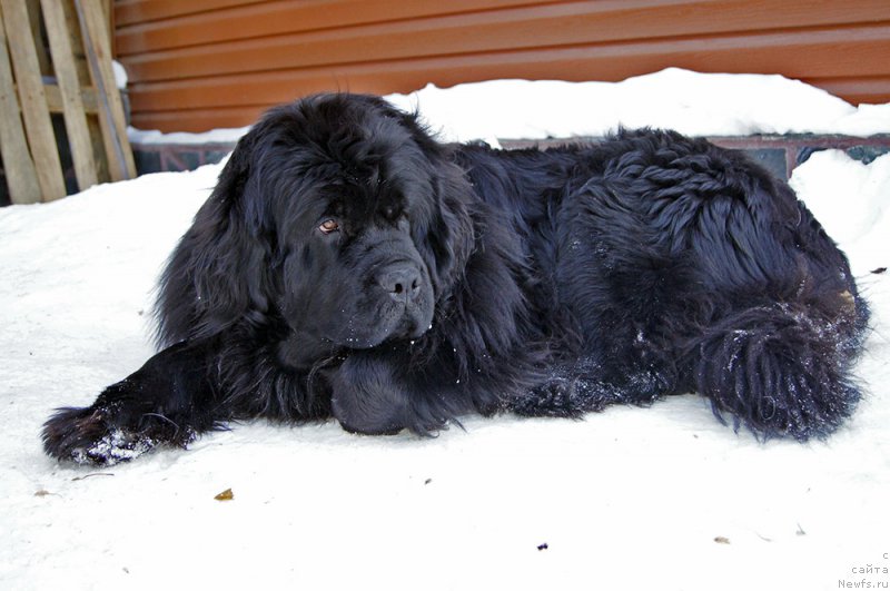 Фото: ньюфаундленд Super Bizon Olivia (Супер Бизон Оливия)