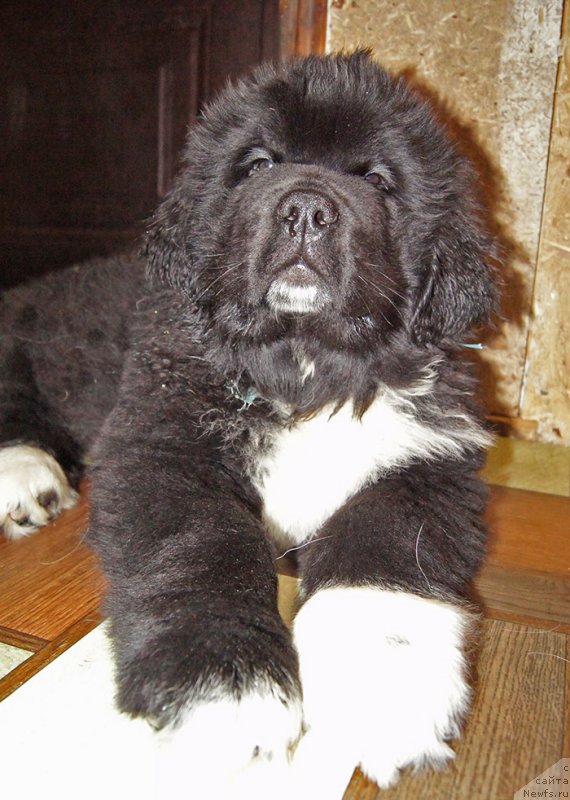 Фотография № 220208