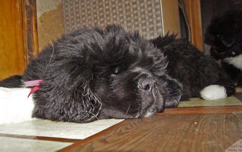 Фотография № 220210