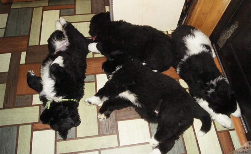 Фото: ньюфаундленд Super Bizon Taissa (Супер Бизон Таисса), ньюфаундленд Super Bizon Teya (Супер Бизон Тея), ньюфаундленд Super Bizon Tagor (Супер Бизон Тагор), ньюфаундленд Super Bizon Tatonka (Супер Бизон Татонка)