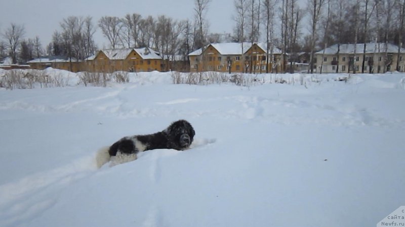 Фото: ньюфаундленд Vodogray ot Karel'skih Medvedey (Водограй от Карельских Медведей)