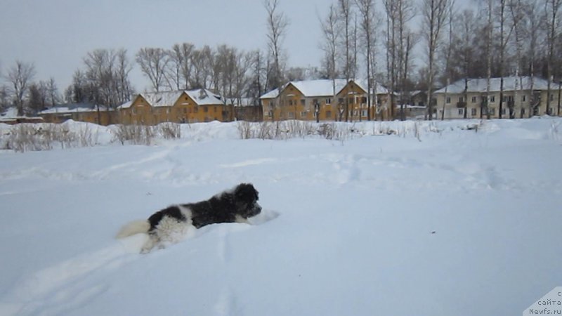 Фото: ньюфаундленд Vodogray ot Karel'skih Medvedey (Водограй от Карельских Медведей)