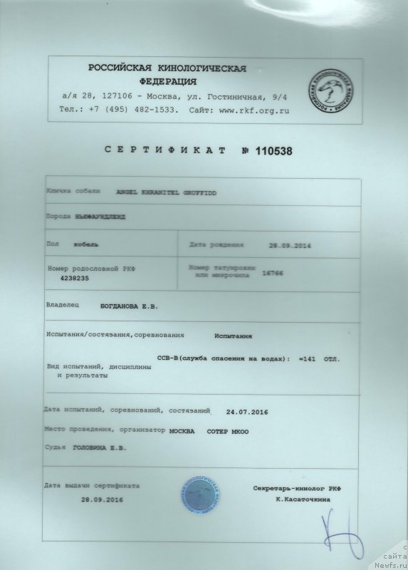 Фото: ньюфаундленд Angel Khranitel Gruffidd (Ангел Хранитель Граффидд)