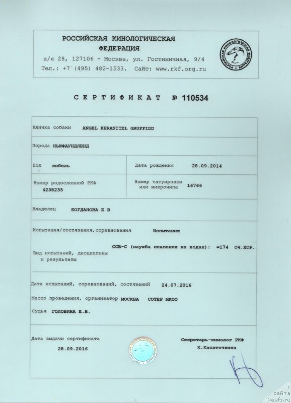 Фото: ньюфаундленд Angel Khranitel Gruffidd (Ангел Хранитель Граффидд)