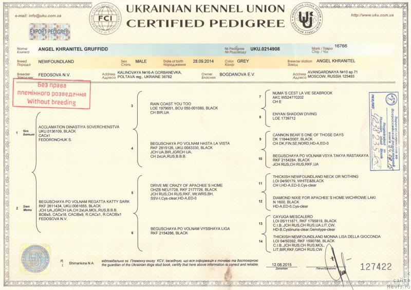 Фото: ньюфаундленд Angel Khranitel Gruffidd (Ангел Хранитель Граффидд)