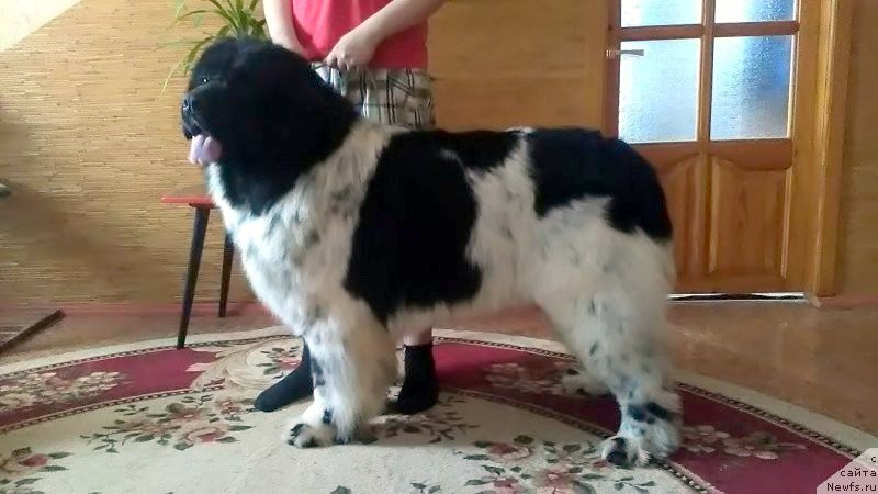 Фото: ньюфаундленд Vargas de la Massa Armando (Варгас Де Ла Масса Армандо)