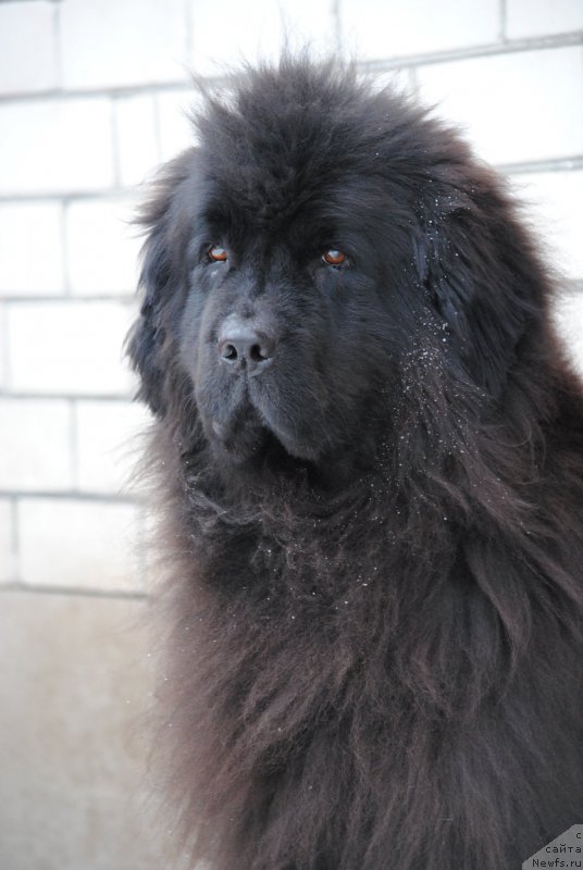 Фото: ньюфаундленд Kiss Happy iz Medvejyego Yara (Кисс Хэппи из Медвежьего Яра)