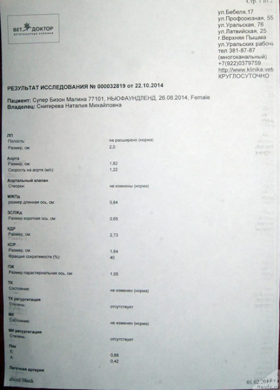 Фото: ньюфаундленд Super Bizon Malina (Супер Бизон Малина)