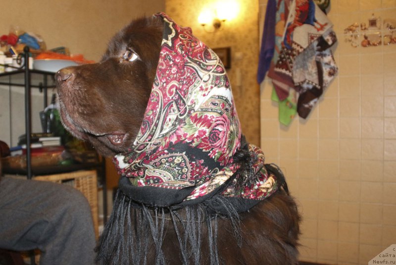 Фото: ньюфаундленд Hozjajka Doma s Berega Dona (Хозяйка Дома с Берега Дона)