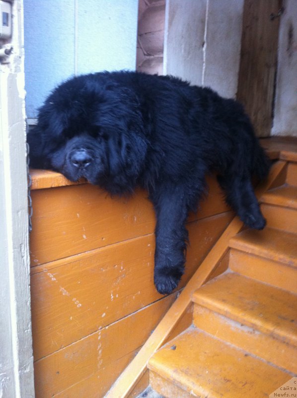Фото: ньюфаундленд Toptyijka Diadema iz CHernogo Jemchuga (Топтыжка Диадема из Черного Жемчуга)