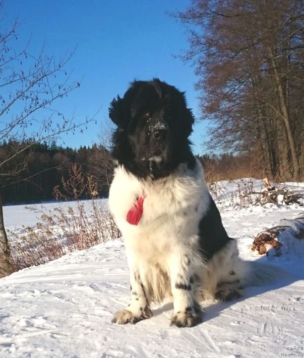 Фото: ньюфаундленд Sent Djons Isida (Сент Джонс Исида)