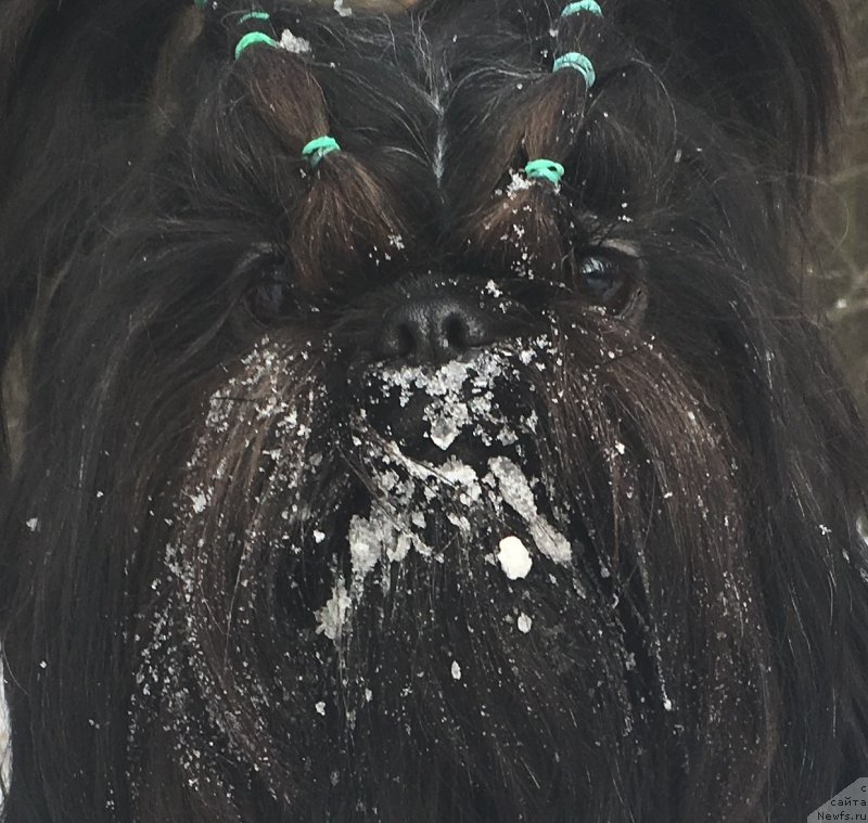 Фото: шитцушечка Глаша