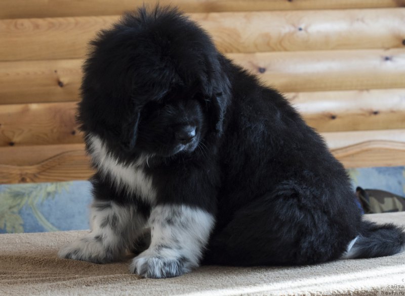 Фото: ньюфаундленд Rodeval'd fon Verner Norman (Родевальд фон Вернер Норман)